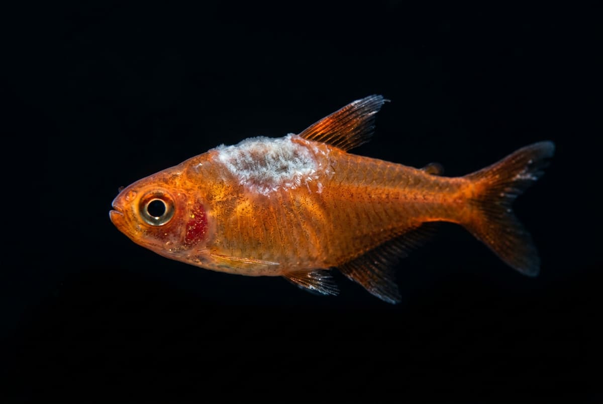 Columnaris: flat grey-white patches around the mouth and back
