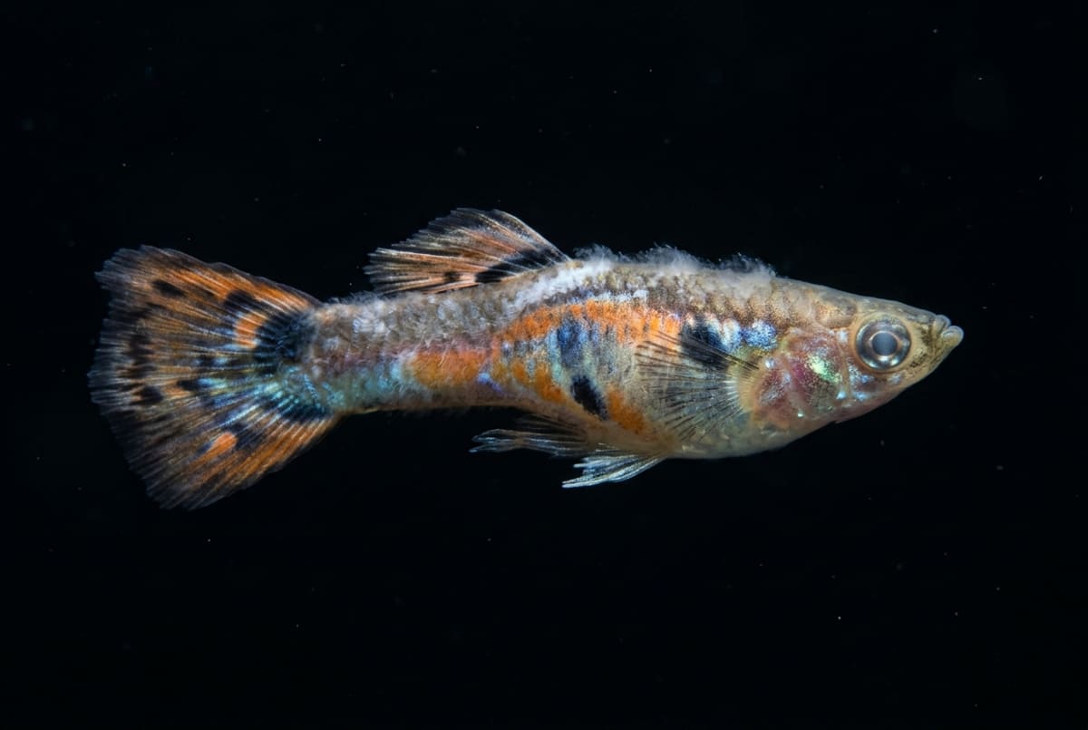 Guppy disease: a guppy with clamped fins and a hazy film on the body