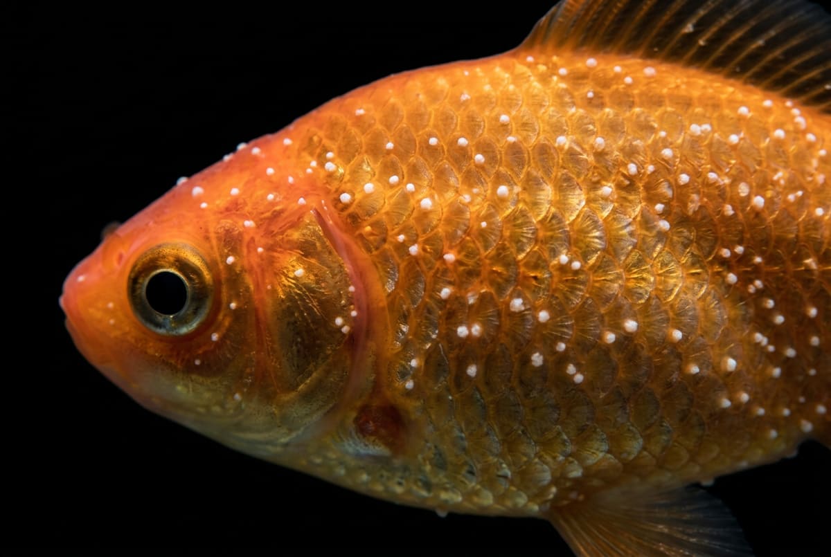Ich: tiny white spots like grains of salt across the body and fins