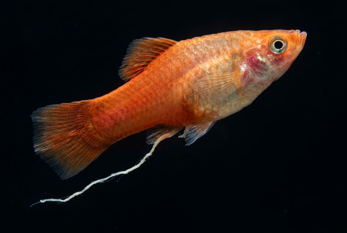 Internal parasites: a thin fish trailing stringy white faeces