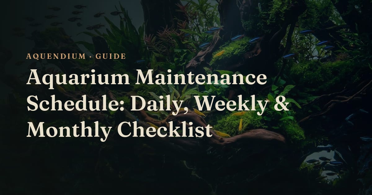 Aquarium Maintenance Schedule: Daily, Weekly & Monthly Checklist ...