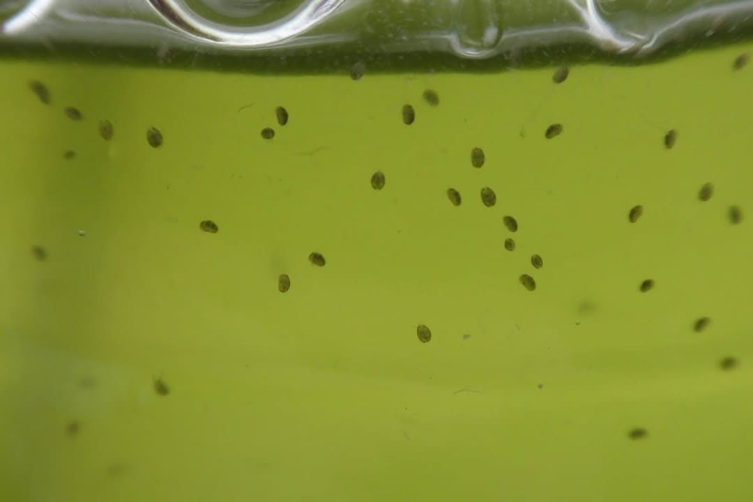 A dense cloud of tiny oval specks suspended in green water, the size and shape copepods and seed shrimp appear at in a tank