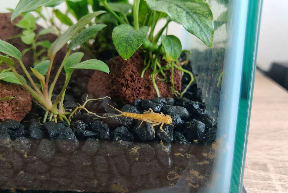A damselfly nymph on dark substrate in a planted tank: a pale six-legged larva with an elongated body and three feathery tails