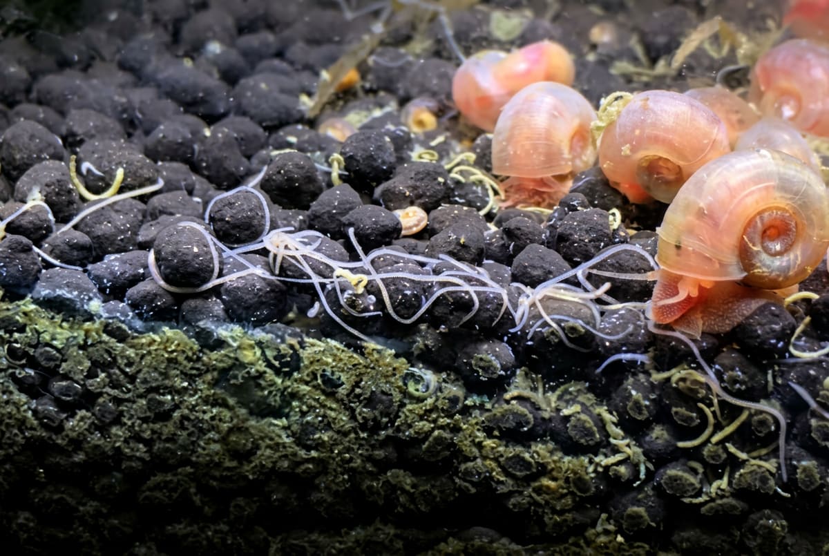 Detritus worms: very thin white threads wriggling in the substrate