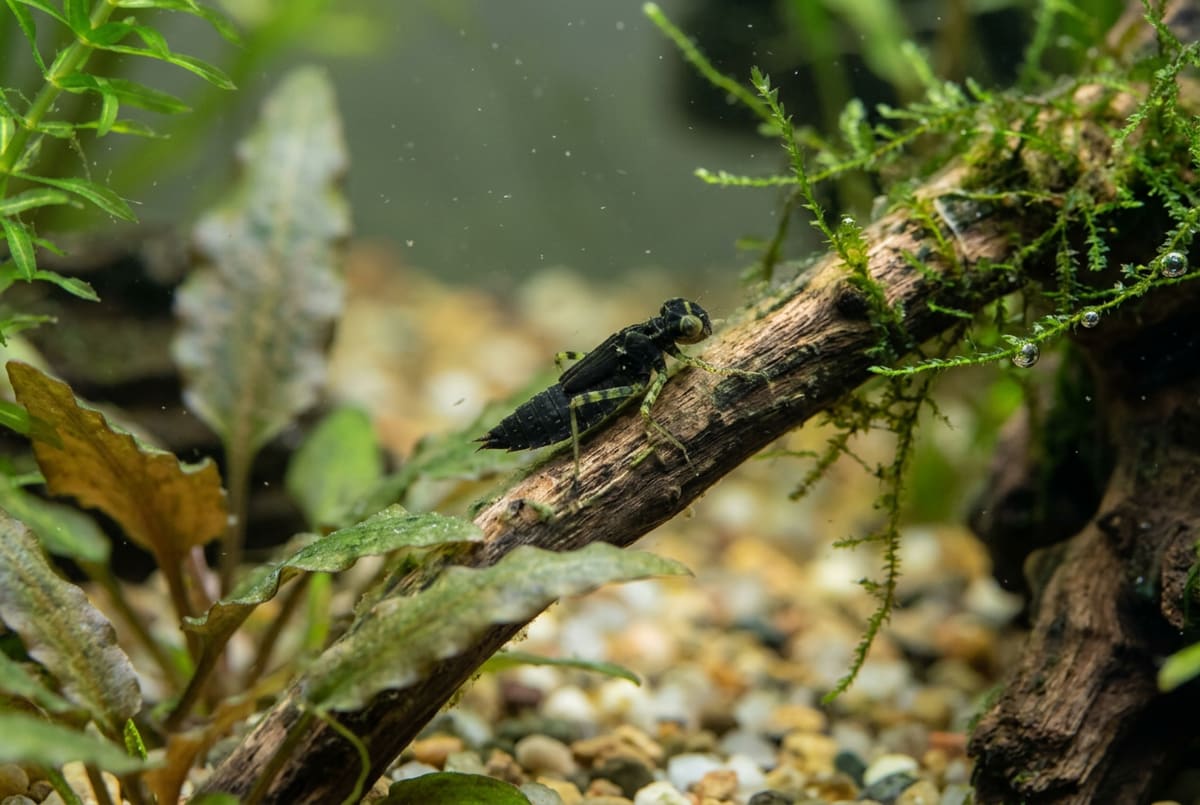A dragonfly nymph perched on driftwood: a dark, stocky six-legged larva with large eyes and a blunt-ended abdomen