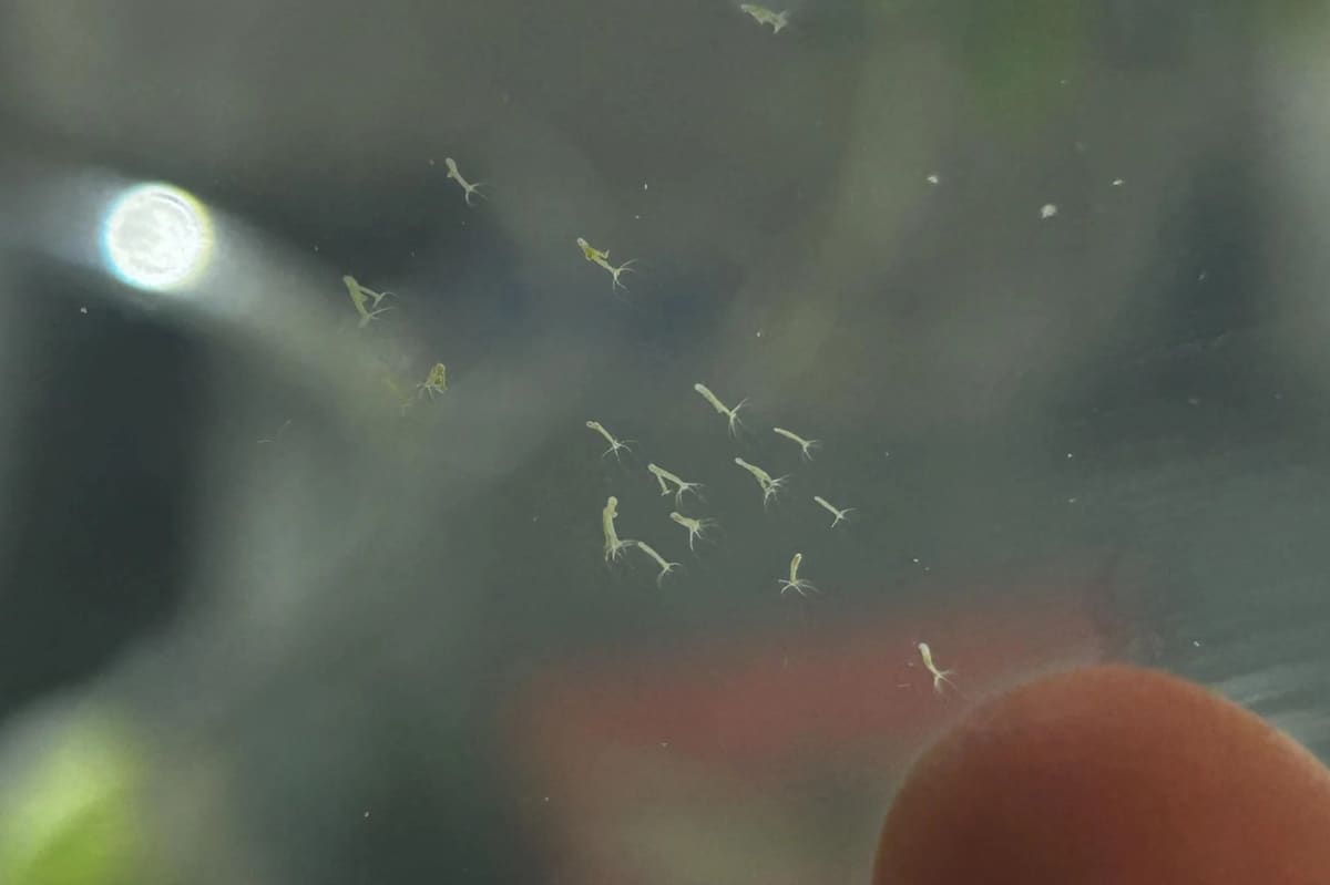 Hydra: a pale stalk anchored to the glass with fine tentacles waving from the free end