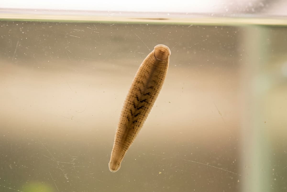 A leech: a dark segmented worm on the aquarium glass, stretched out mid-loop
