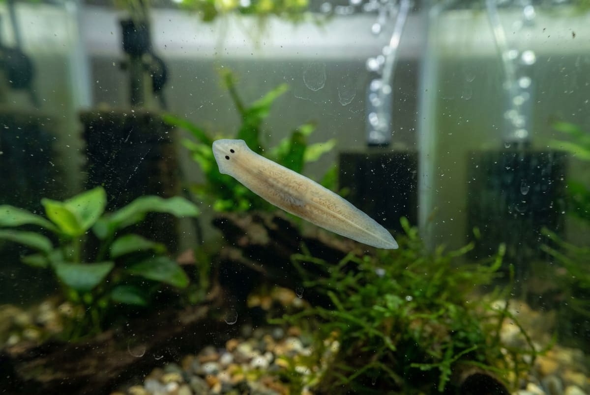 Planaria: a flatworm on the glass with a distinct triangular arrow-shaped head and two eyespots
