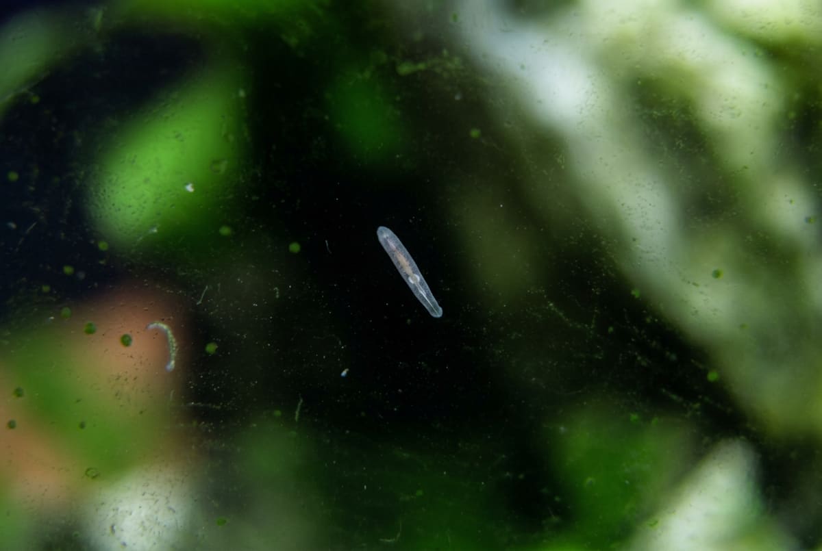 Rhabdocoela: a small translucent flatworm on the aquarium glass, blunt and rounded at both ends with no arrow-shaped head or eyespots