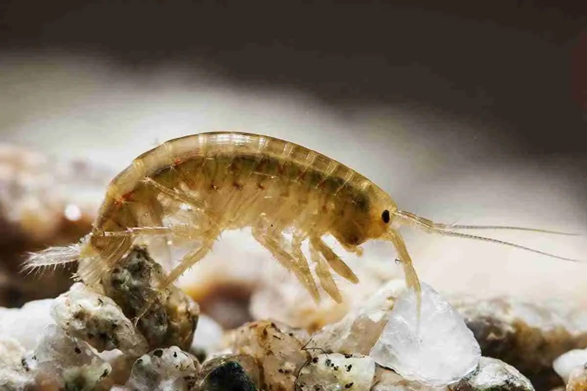 Scuds: small shrimp-like amphipods flattened side to side, among the substrate