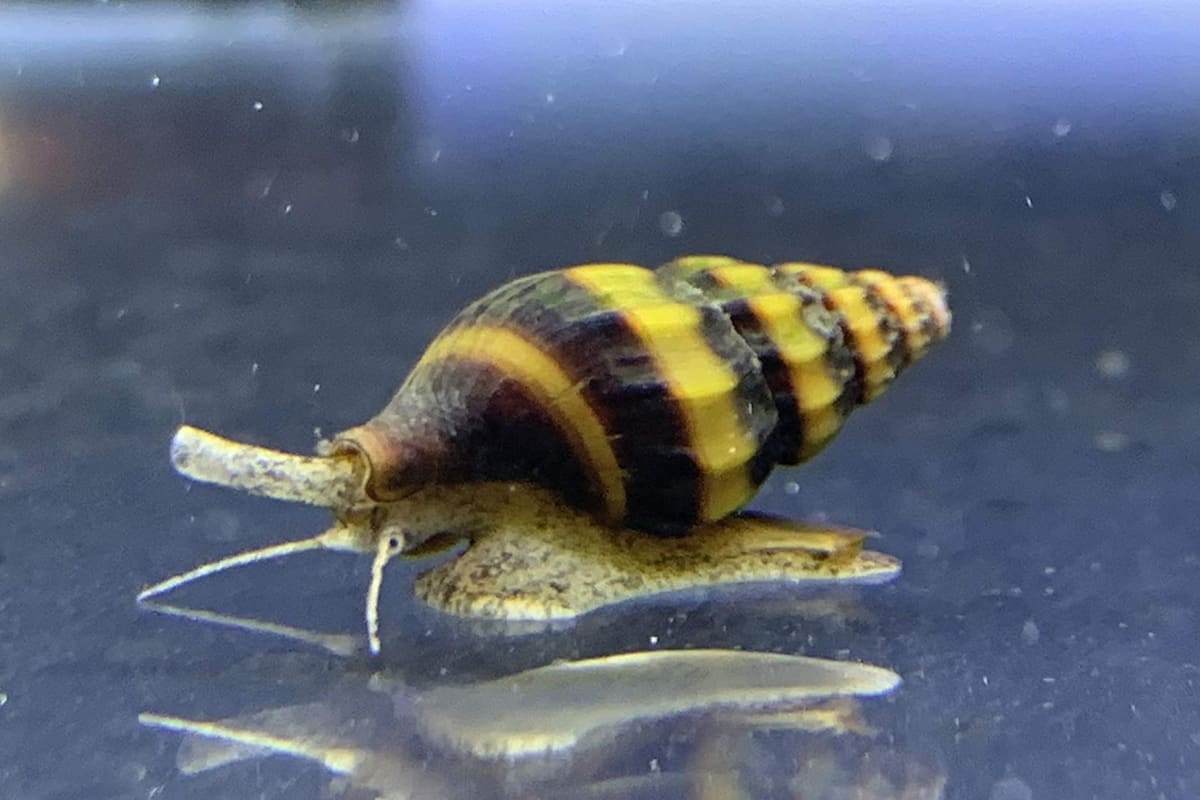 Assassin snail: a yellow and brown banded cone shell