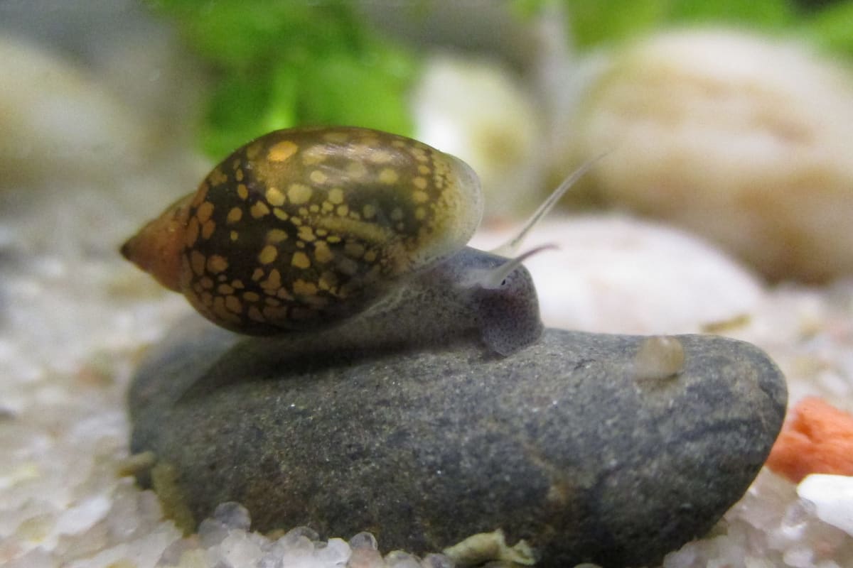 Bladder snail: a small, glossy, near-transparent shell with the gold-flecked body showing through it, and long thin tentacles