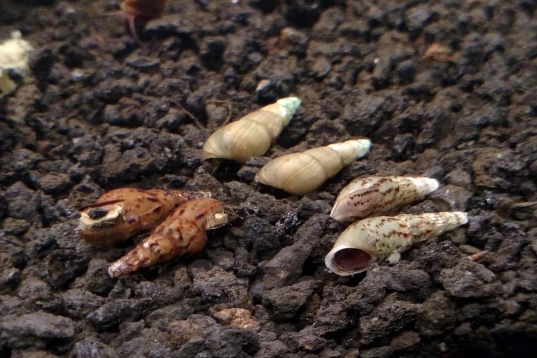 Malaysian trumpet snail: a long narrow cone shell on the substrate