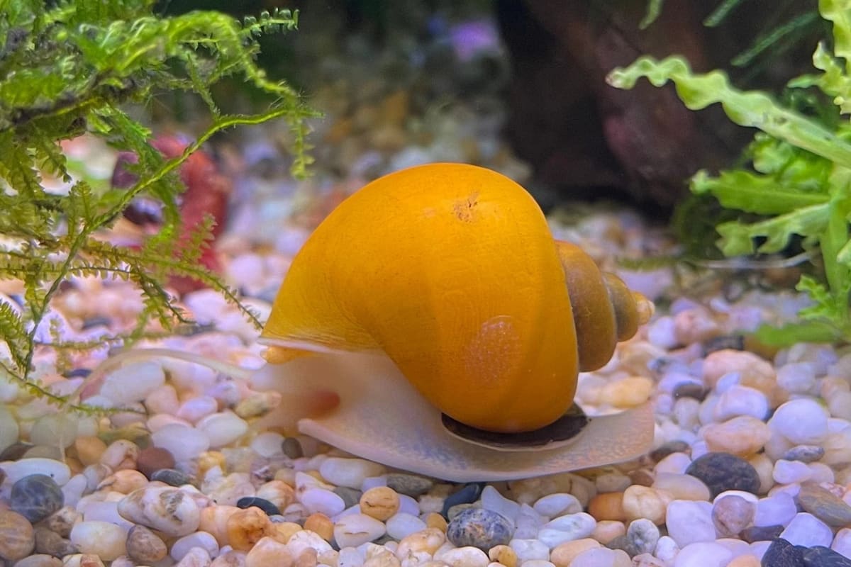 Mystery snail: a large round gold shell
