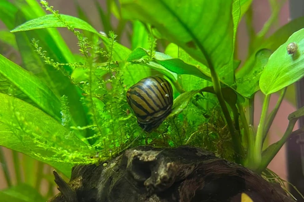 Nerite snail: a rounded, strikingly patterned shell on the glass