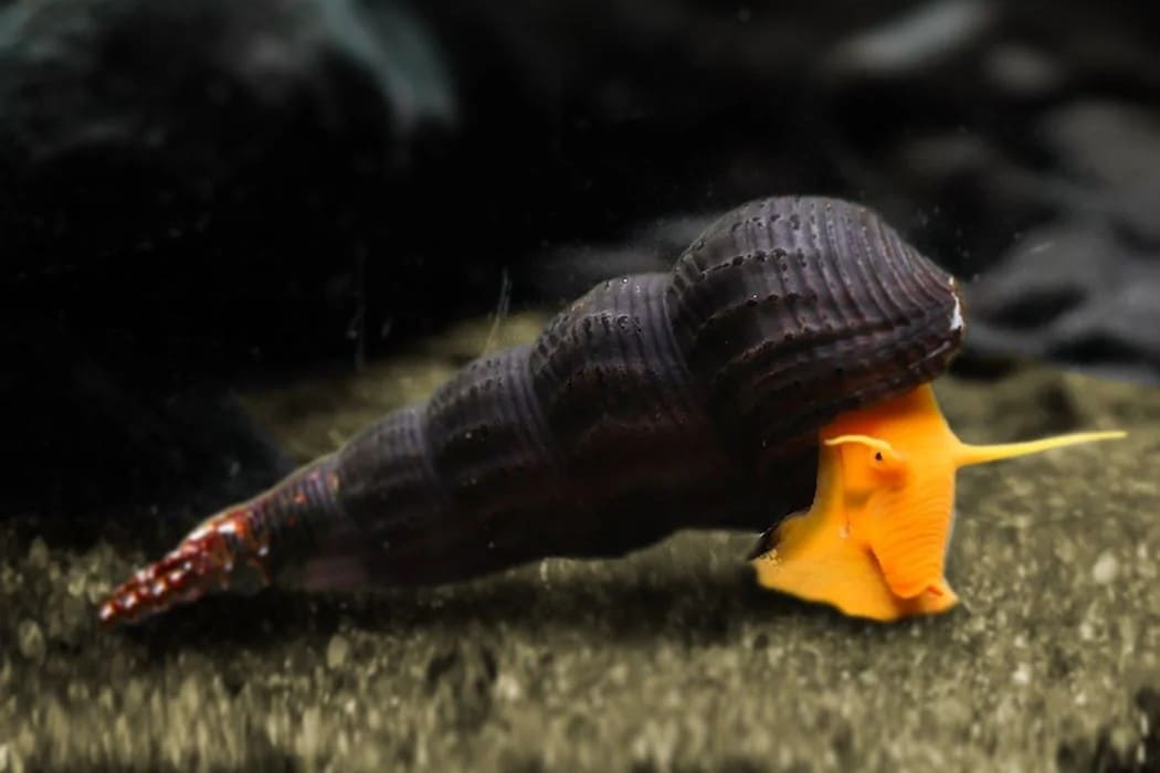 Rabbit snail: a long spiral shell with a long snout