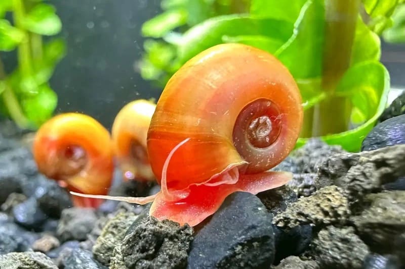 Ramshorn snail: a flat shell coiled like a ram's horn