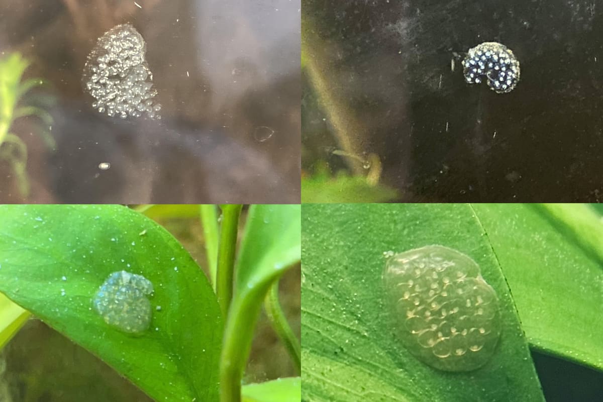Clear jelly clutches of snail eggs on aquarium glass and on the undersides of plant leaves